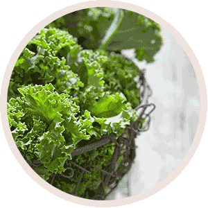 bgc_gruenkohl